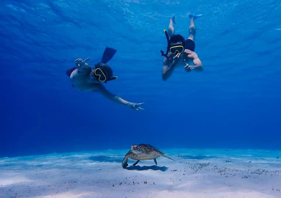 ダイビングするサンクスラボの経営陣と海亀