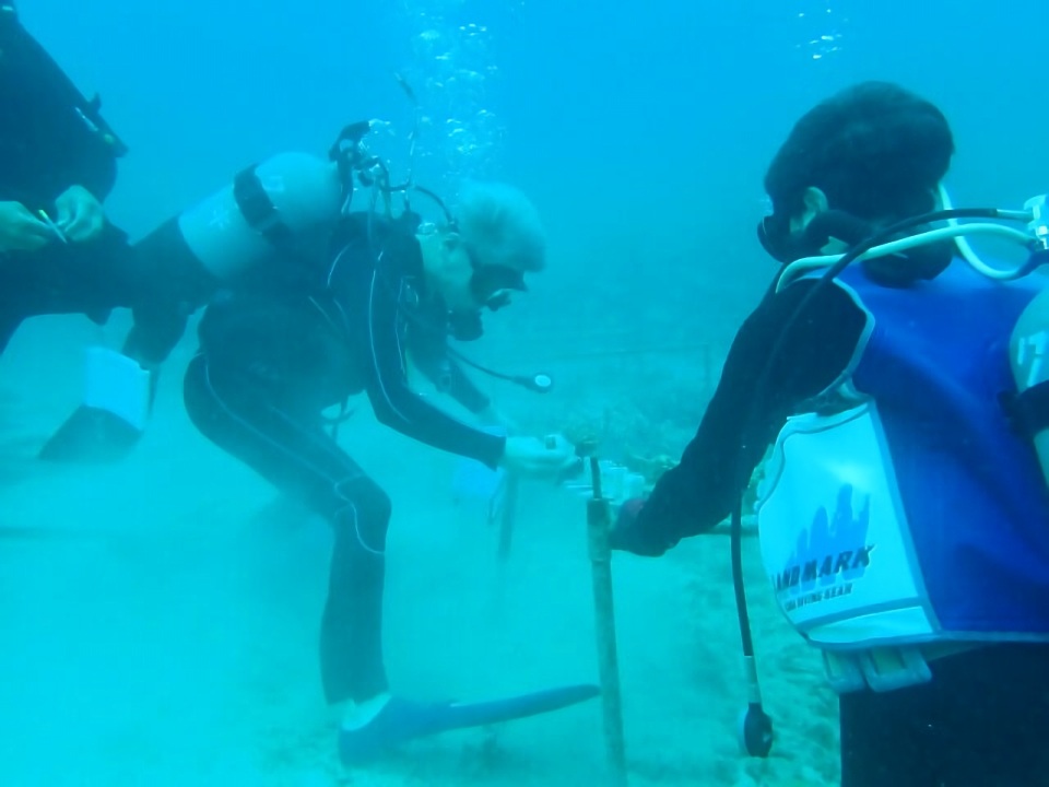 珊瑚の植え付けをするサンクスラボ代表村上