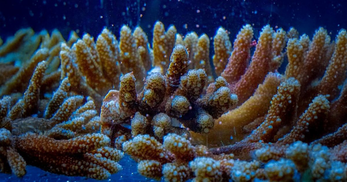 サンゴの陸上産卵に成功 | サンクスラボ株式会社