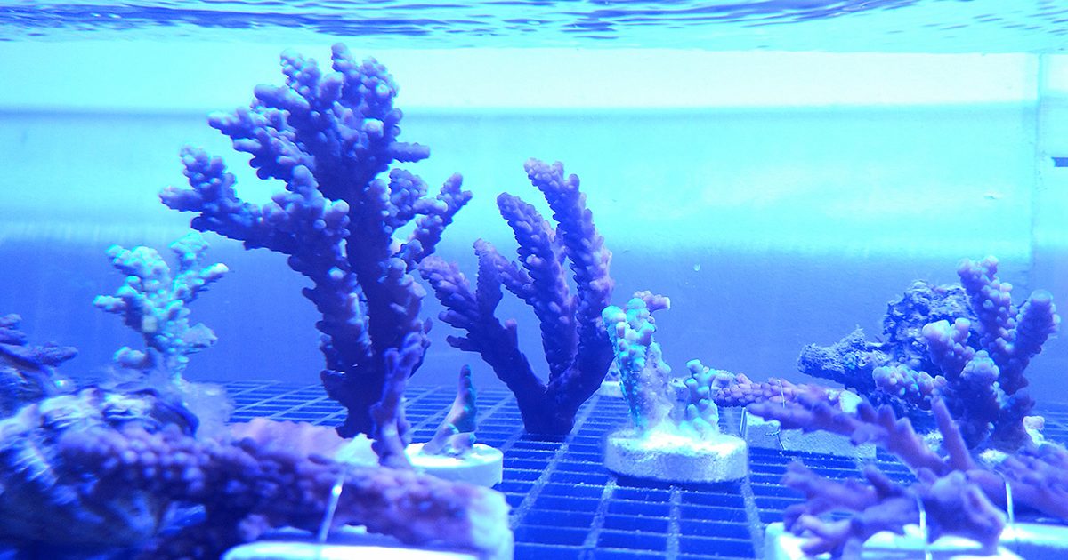 NewEyeCatch-coral-conservation