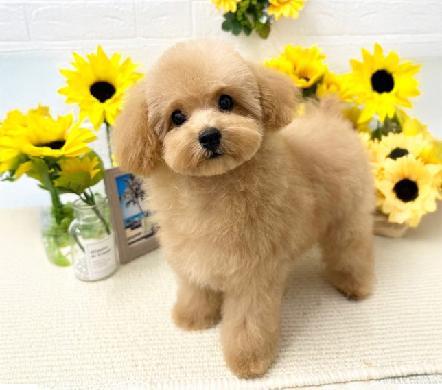 サンクスラボ代表村上の子犬