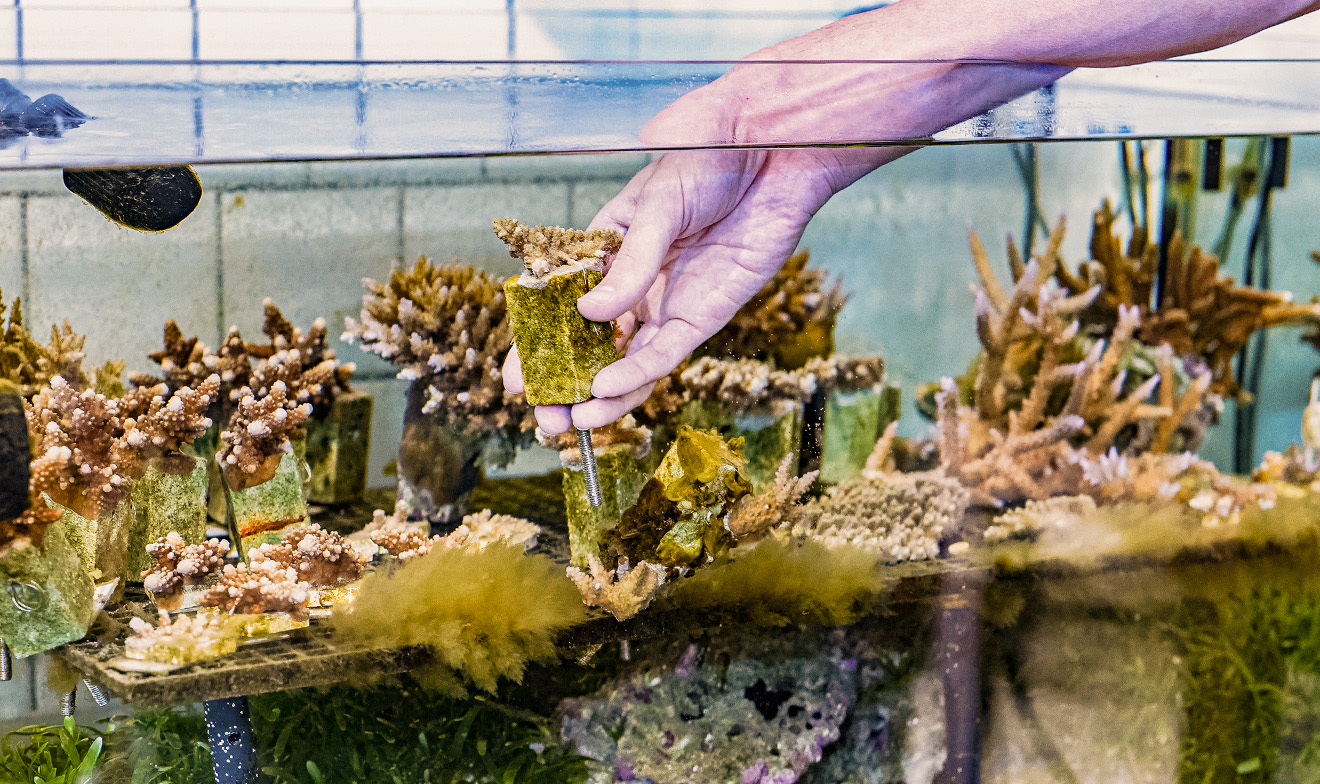 サンゴの水槽に、サンゴの苗を入れる手