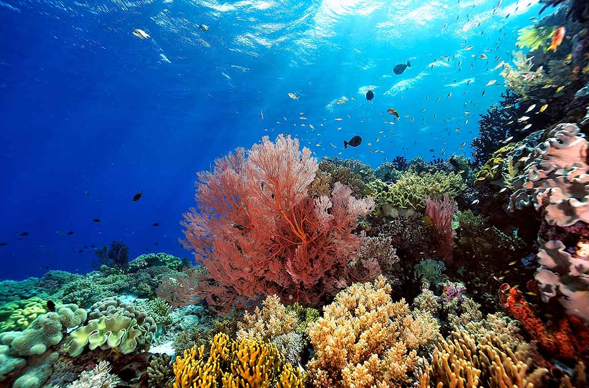 サンクスラボが保全する海中の珊瑚のイメージ