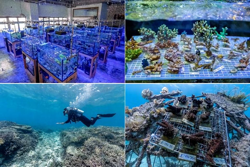 オフィス内で養殖されるサンゴ、海中にサンゴを植え付ける様子