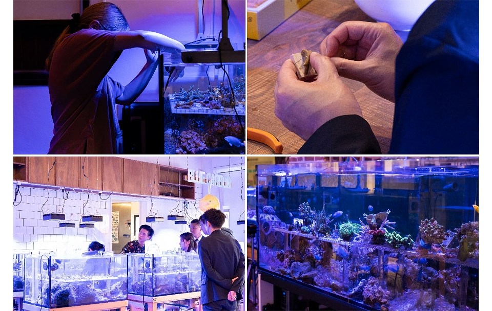 陸上サンゴ養殖所の現場視察・苗づくり体験