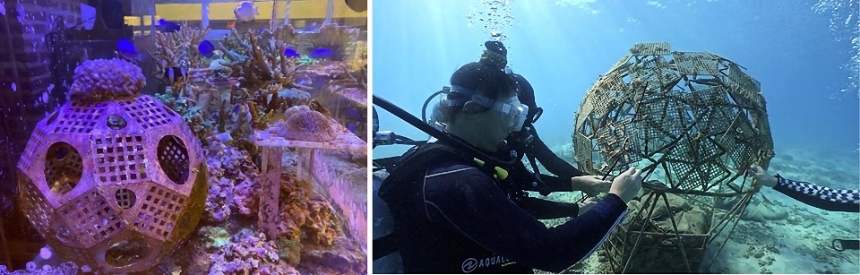 画像左：オフィス養殖している水槽／画像右：実際の珊瑚植え付けの様子