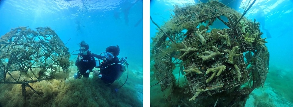 サンゴの植え付け場所の海中視察